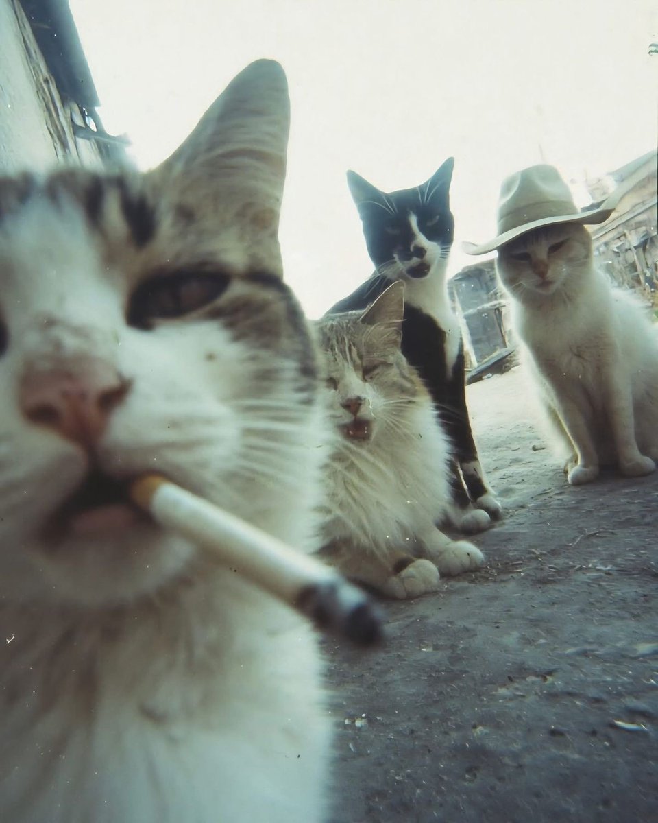 Thepetsonly's tweet image. 