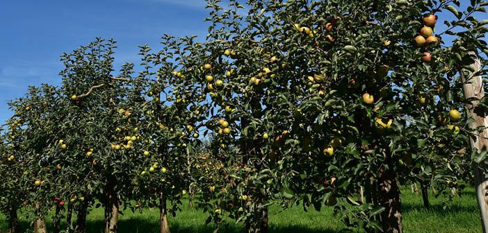 BAPL and Niab annual R&amp;D meeting on 10 February 2026

Read more via #HortNews >> hortnews.com/articles/horti…

<a href="/GBApples/">Great British Apples and Pears</a> <a href="/niabgroup/">Niab</a>