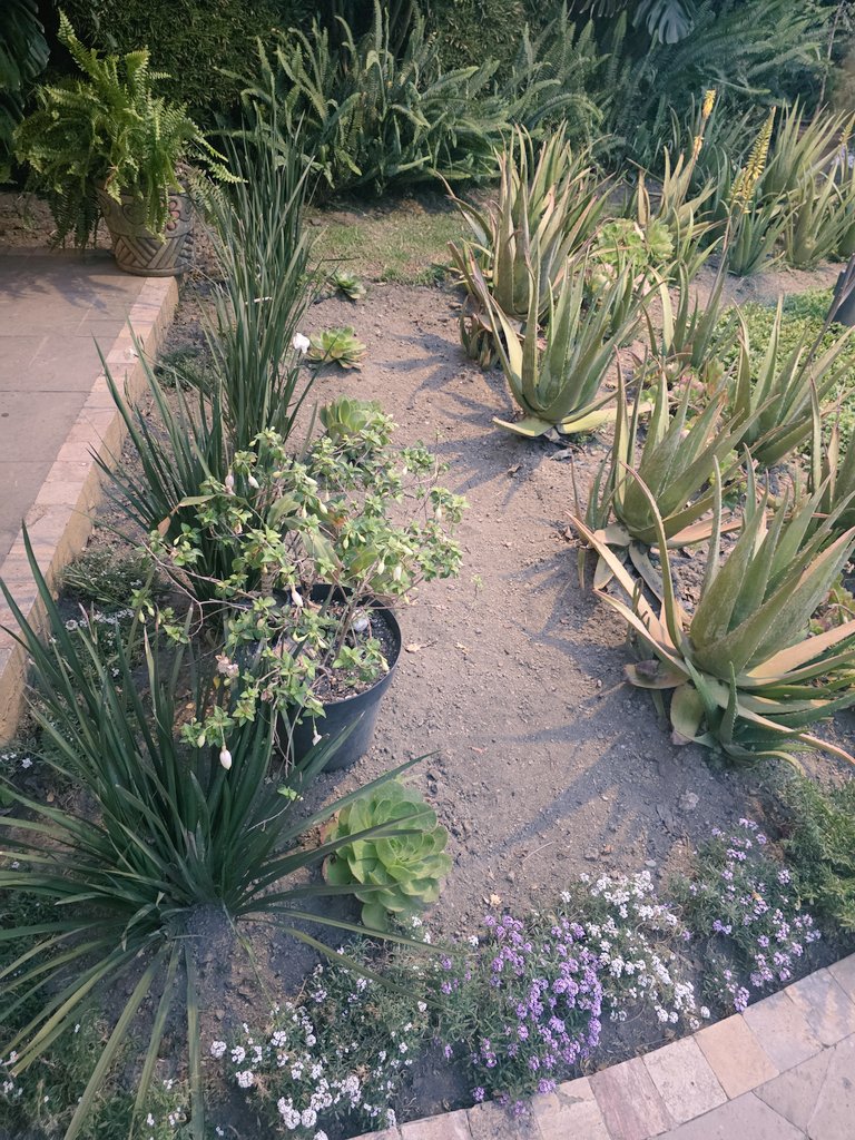 Alisless's tweet image. Santo Refugio.