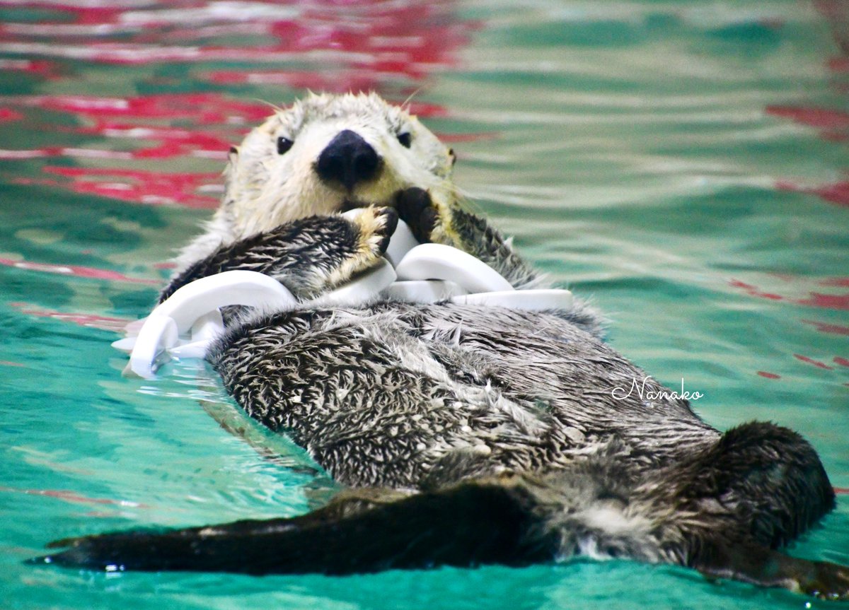最上級の可愛さ 🦦2025.11.26🦦 #鳥羽水族館 #ラッコ #キラ #ラッコの