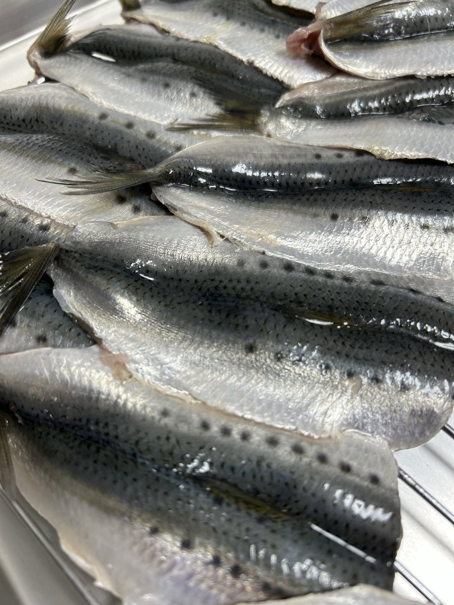 魚虎 うおとら (@uotora2024) / Posts / X