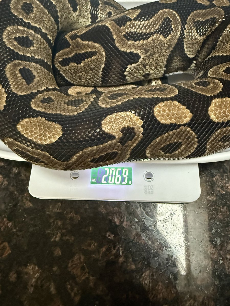 MotoMinxLaine's tweet image. My chunky Sal #ballpython