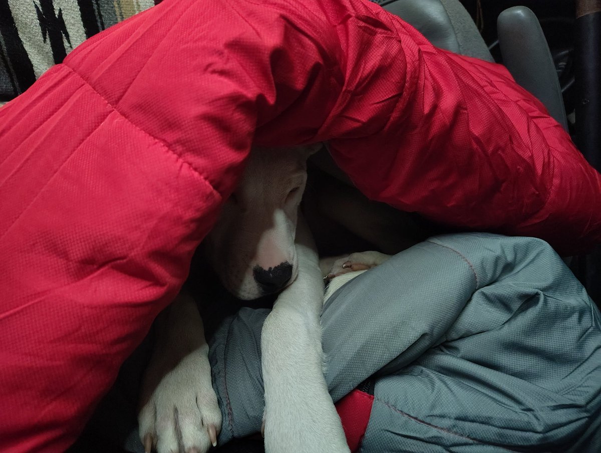 🌿🦋🍂Frog 🍄🪲🪶 tweet media