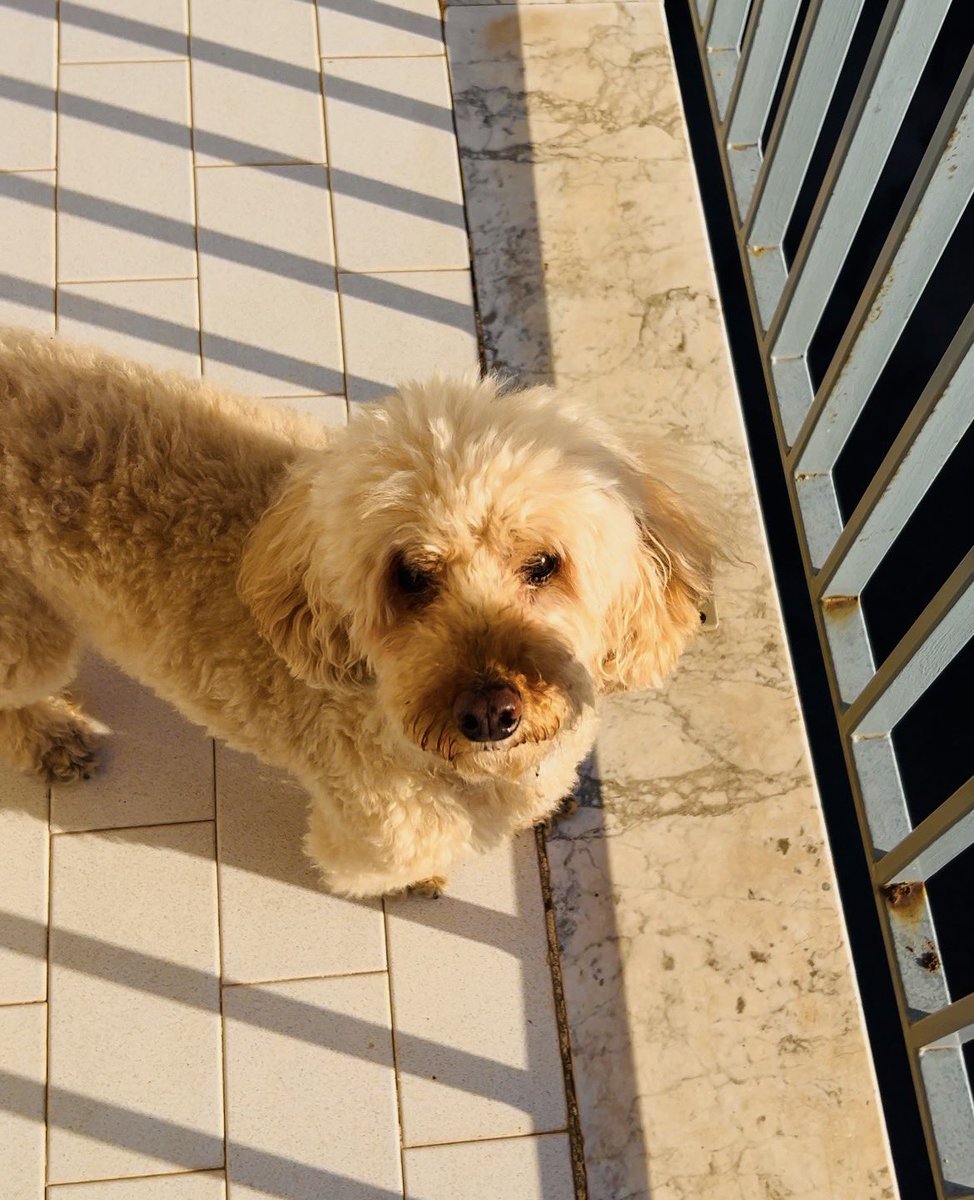 Hi fam. ❤️‍🩹
I haven’t disappeared. Well… I kind of have, but only because my heart is broken.
A month ago my little furry baby left me after 18 years together, and my whole world collapsed from the pain.
I miss her so much. 
She, just like me, shared a love for balconies, and now