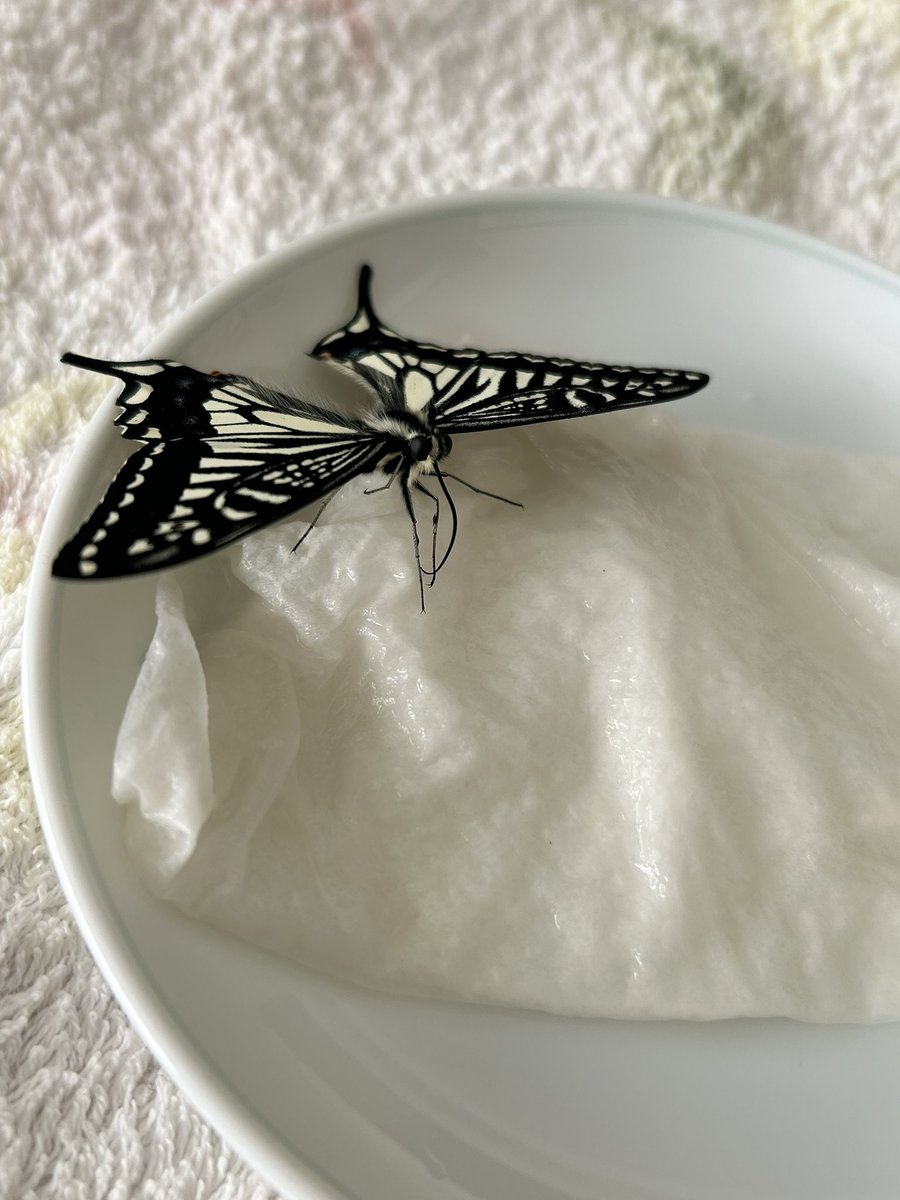 maounin's tweet photo. うっかりアゲちゃん🦋
9月に蛹化、昨日お目覚めしました😊
あまり食欲ないなぁ...固まってる。 https://t.co/o4V4qEDsJG