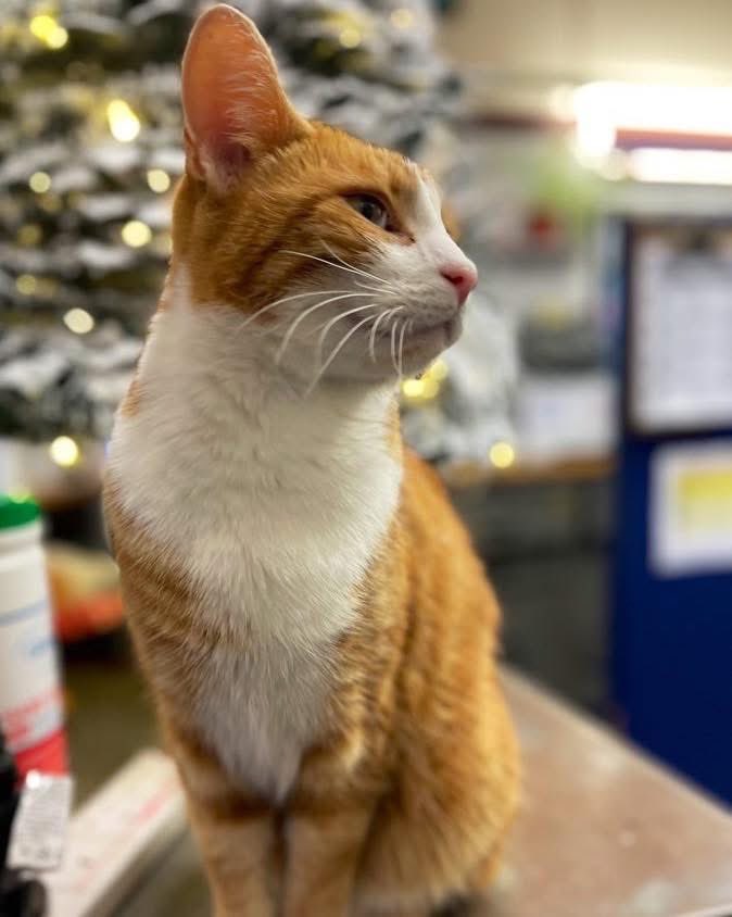 Good morning welcome to Tippetty tap tap Thursday 

Share a smile and watch it travel soft as sunlight, gentle as hope, turning ordinary moments into something a little brighter