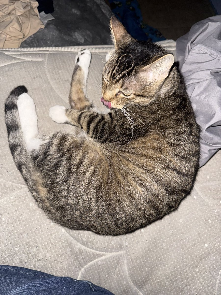 Sonic795's tweet photo. @CapellaCosplay Cute kitty cat! 😻😻😻 I didn’t even know some cats could have a small chance of having split color faces. Cats are the cutest without even trying https://t.co/NRU1c2GZnN