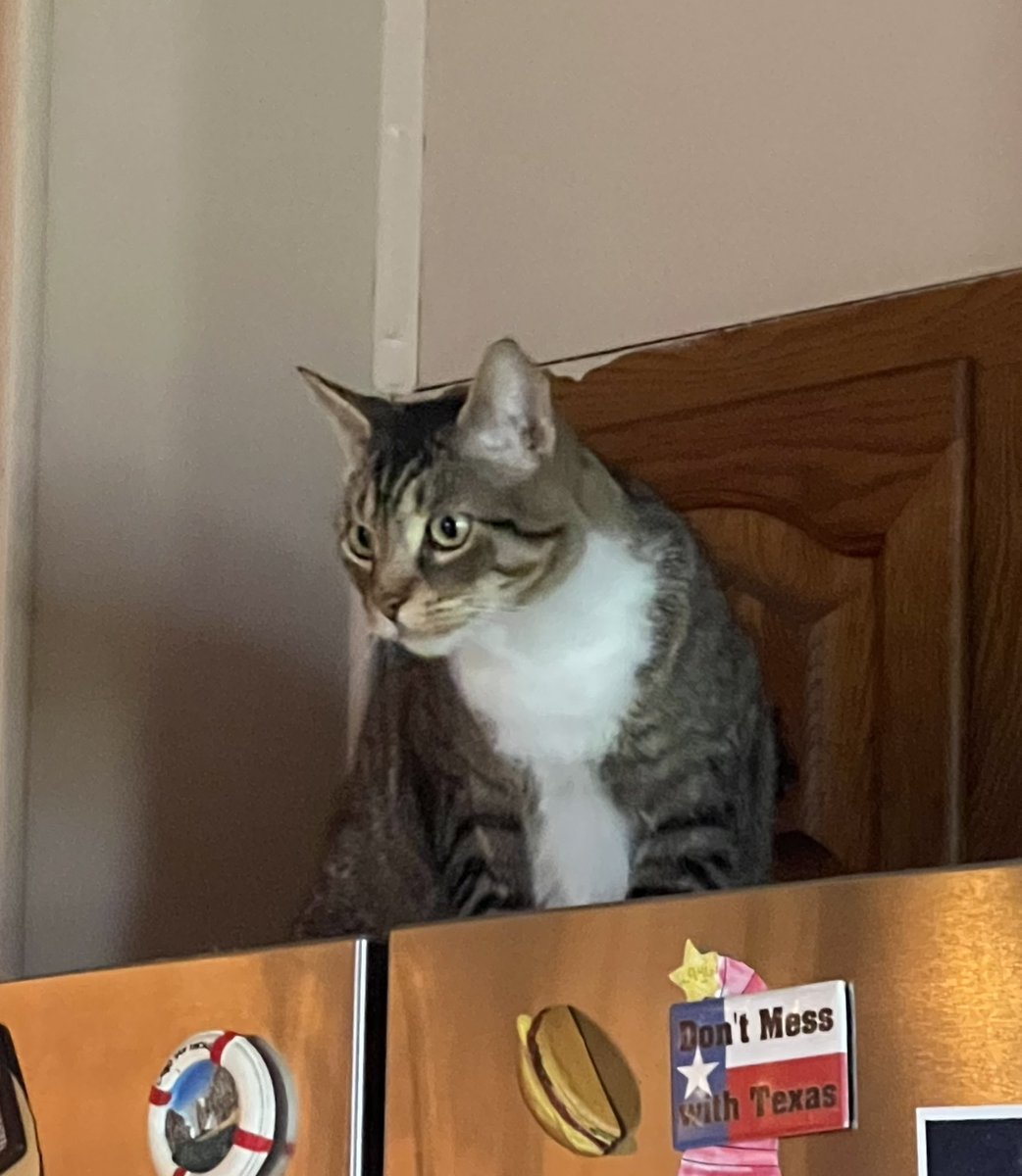 Sonic795's tweet photo. @CapellaCosplay Cute kitty cat! 😻😻😻 I didn’t even know some cats could have a small chance of having split color faces. Cats are the cutest without even trying https://t.co/NRU1c2GZnN