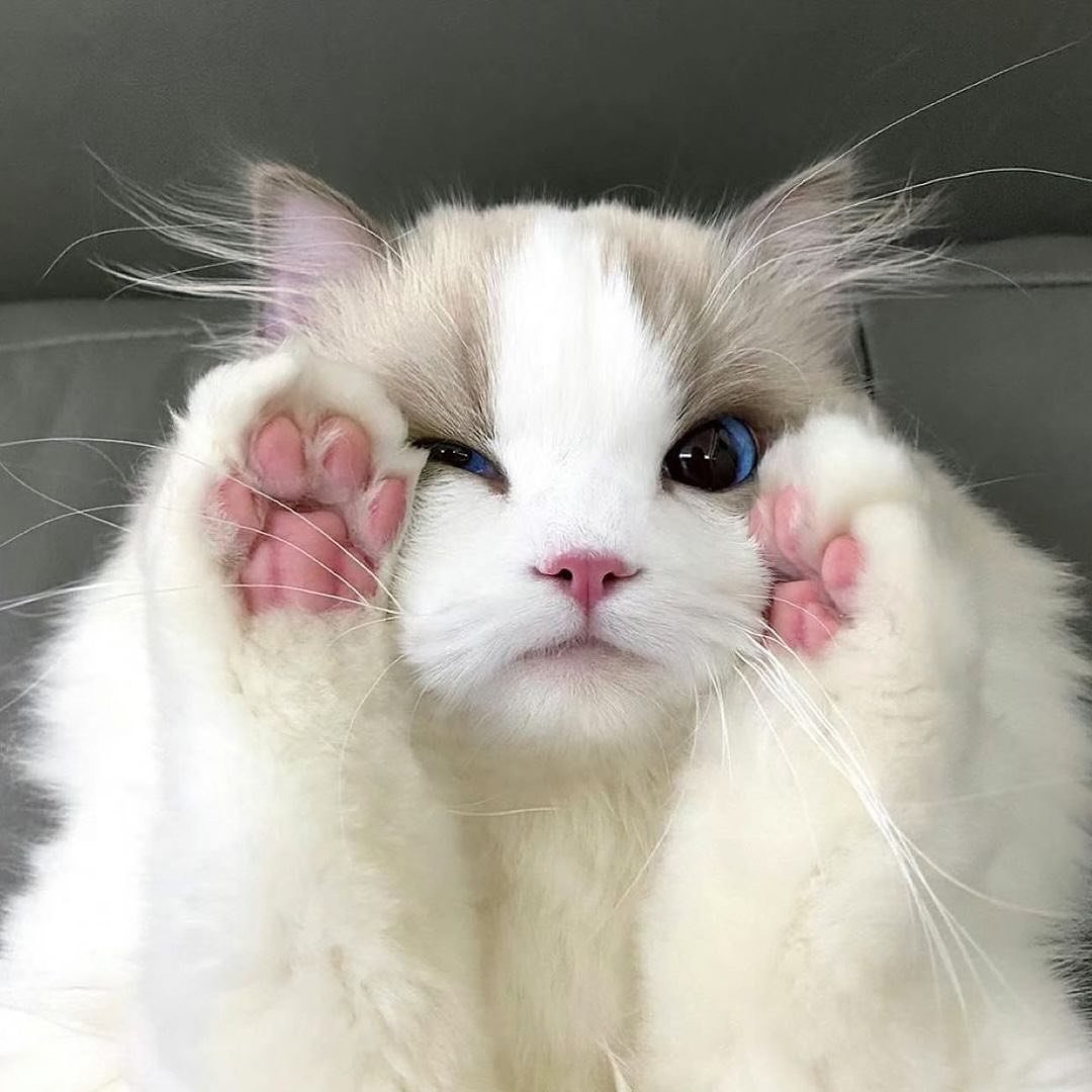 clickdemuse's tweet image. ( Maaf lama tidak hadir, Penulisnya habis sakit dan mengejar rangkaian deadline. 

Yang kangen Jeremy, mari merapat. Bonus foto Midi yang moodnya lagi baik. )