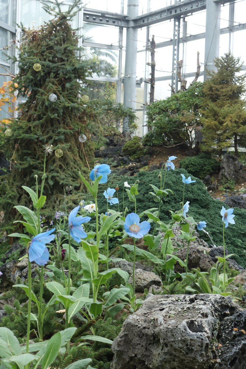 メコノプシス が現在最盛期です。ヒマラヤなどの高山帯に分布し1990年