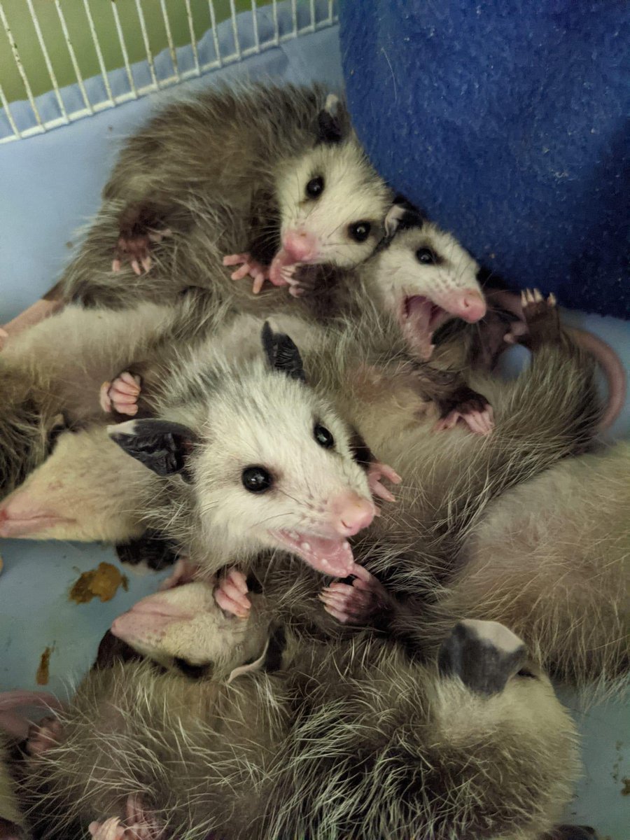 Possumeveryhour.io tweet media