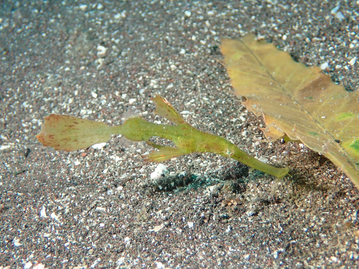 Yoshi (@yoshi13010) / Posts / X