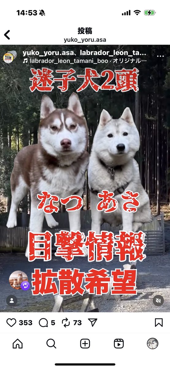 ハスキーが迷子になりました！！
お願いします。🙇‍♀️
拡散してください！
＃拡散希望
＃シベリアンハスキー
＃迷子犬