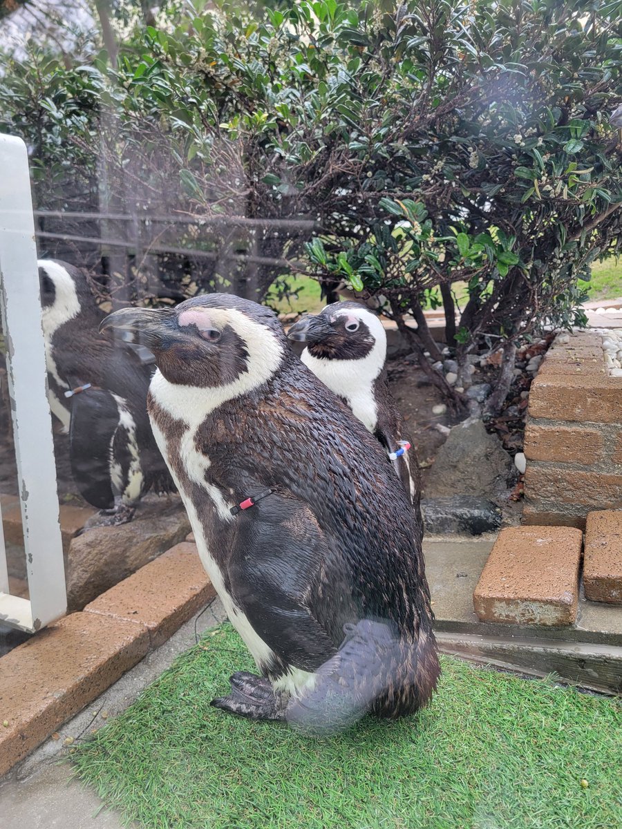 年の差カップルってペンギン世界にもあるんやね😲