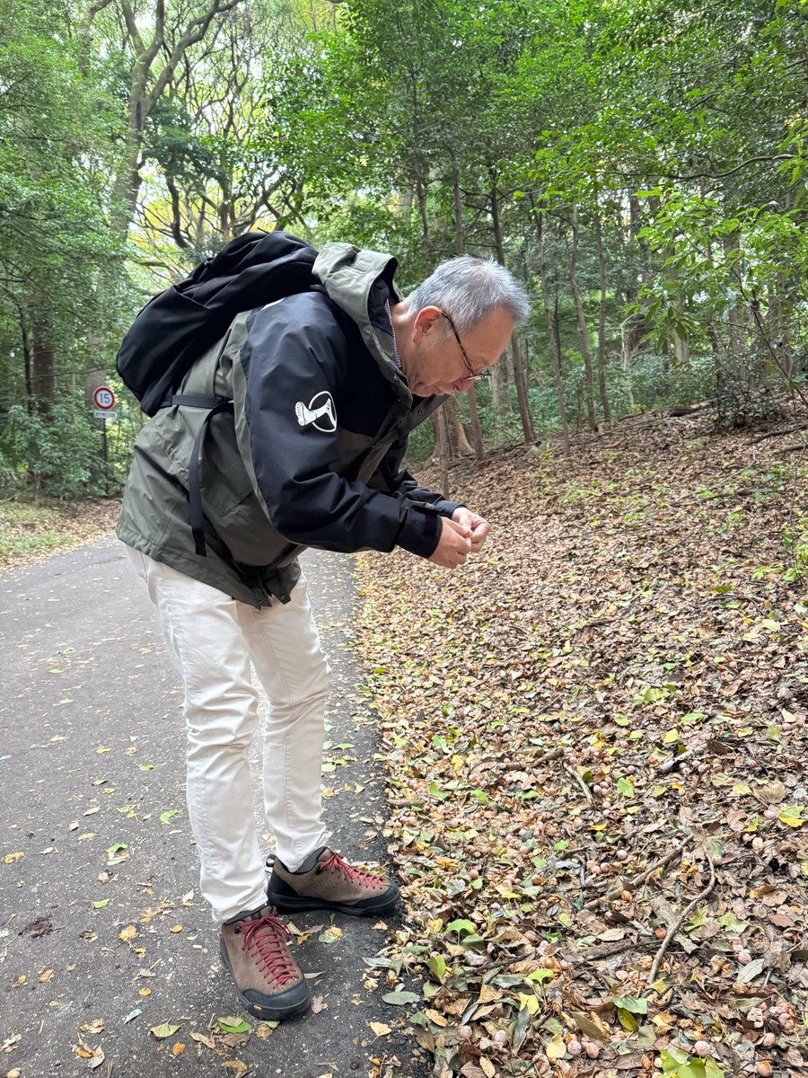 aibanatureclub's tweet photo. 【自然倶楽部活動報告③】

何かを見つけた小野さん。見せてくれたのは銀杏…そう、秋の森や並木道に、独特の香りを放つイチョウのタネです。でも、この日はまだ匂いはそこまででした(笑)

#相葉自然倶楽部
#相葉さんの小冒険 https://t.co/zsVioCXtzz