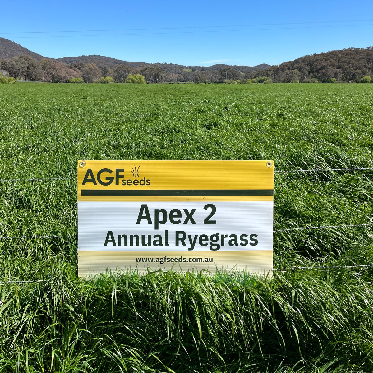 Apex 2 builds upon the highly regarded Apex. It continues to deliver very high early season production while providing improved late season quality and production.

Apex 2 suits single year production where winter grazing is a high priority.