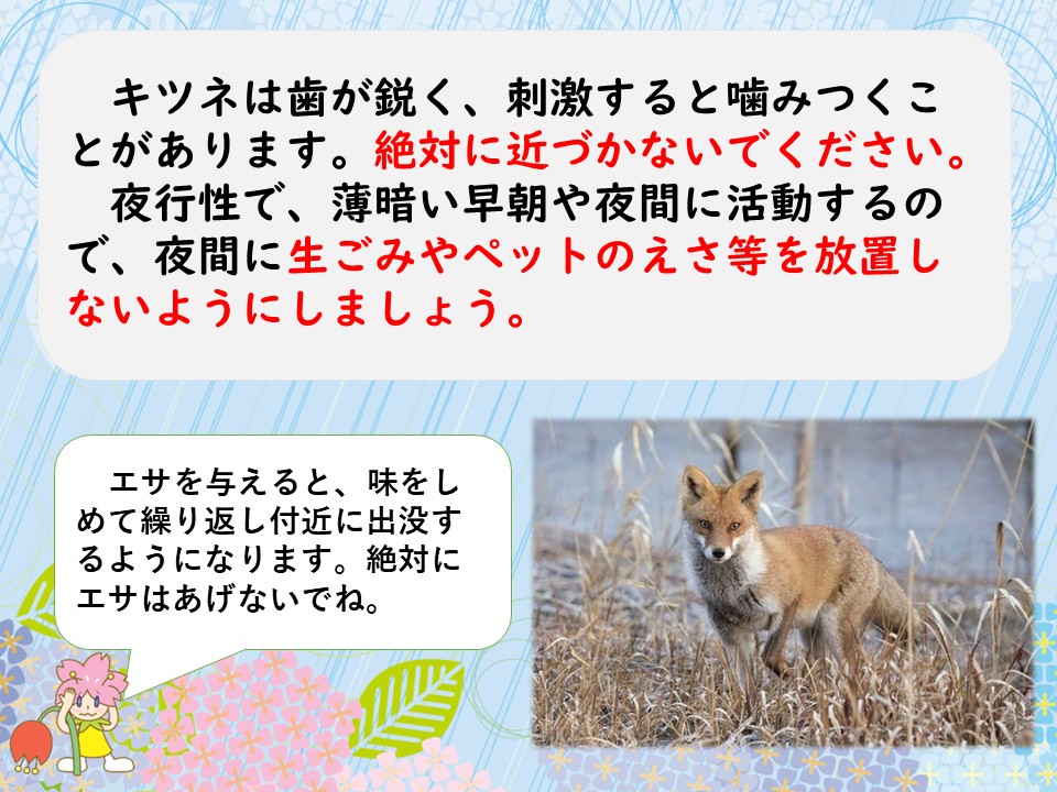キツネ目撃情報】 正蓮寺川公園、高見新家公園でキツネの目撃情報が