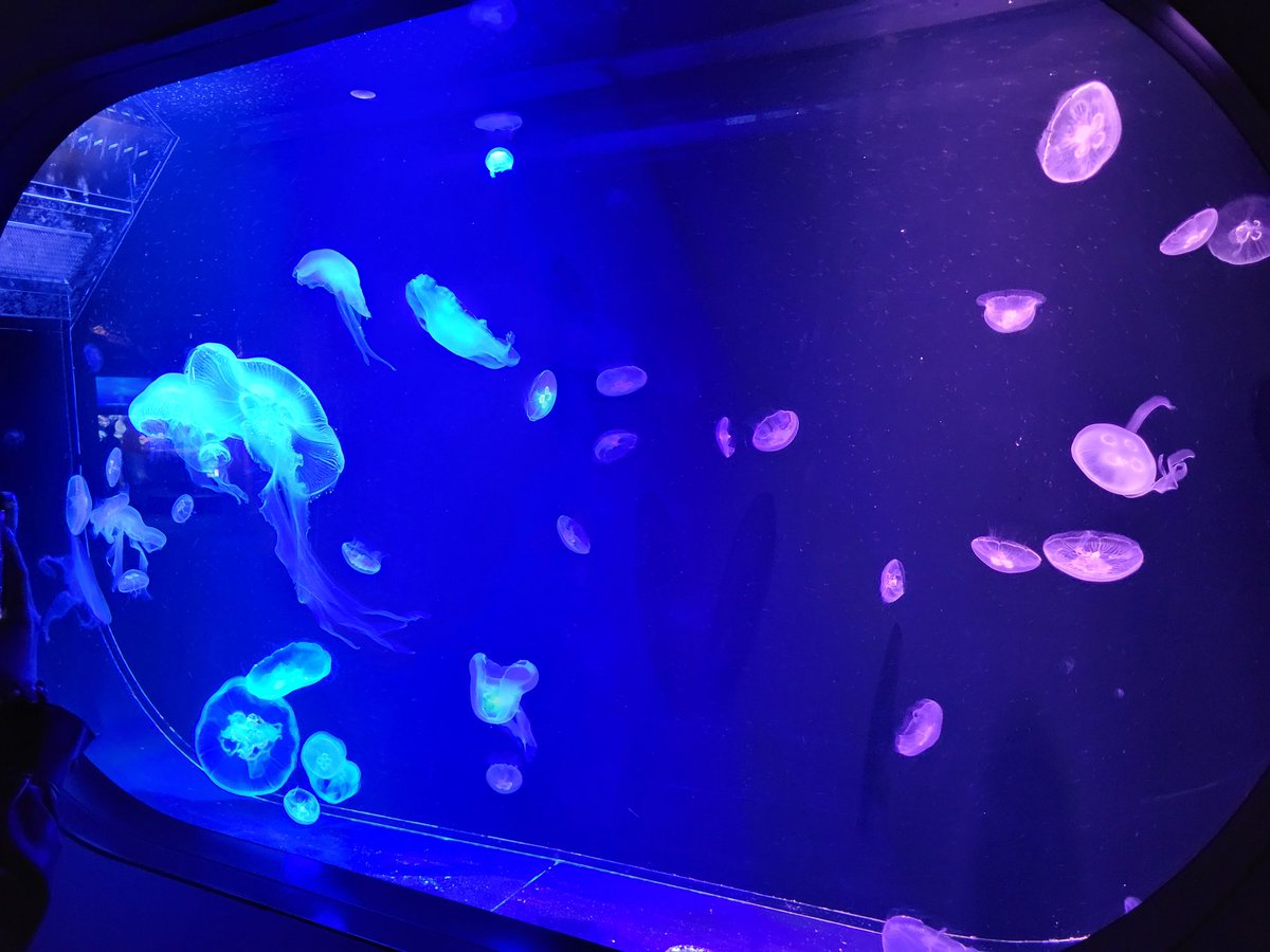 クラゲは海きららの方が多かったなぁ。