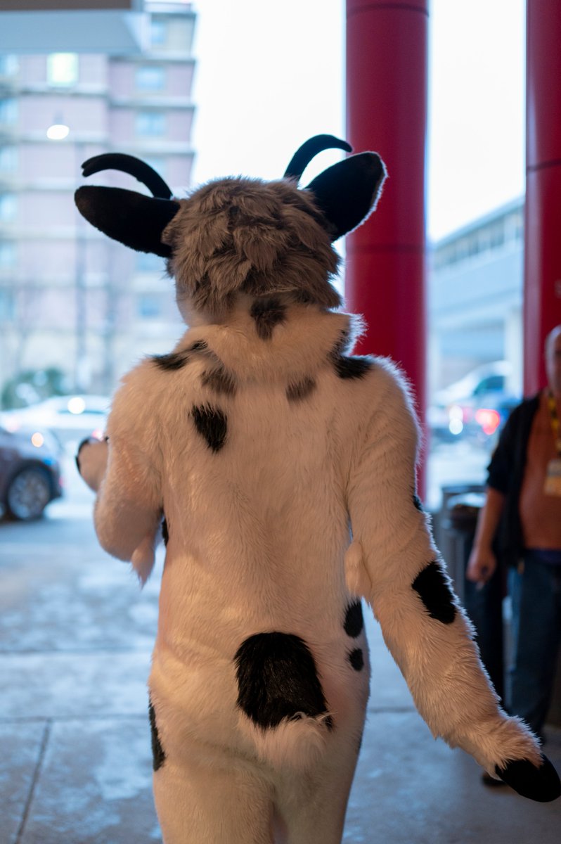 WalkingLynx's tweet photo. I debuted by own suit at #midwestfurfest2025, was only able to get out there for a day but had a blast anyways! 

Thanks to @/caneboxfursuits (insta) for bringing the cat to life https://t.co/uiCNkzb23y