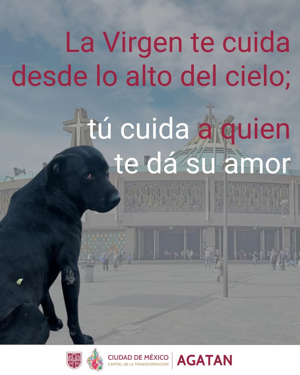 Abogado Animalista tweet media