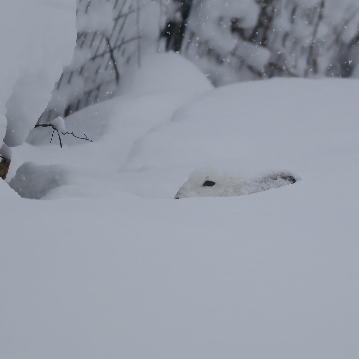 びえいハスカップファーム tweet media