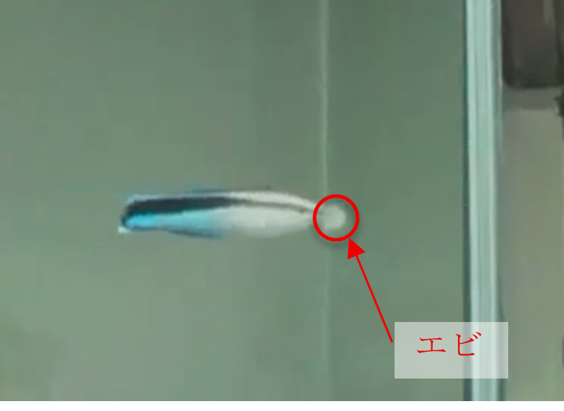 大阪公立大学 tweet media