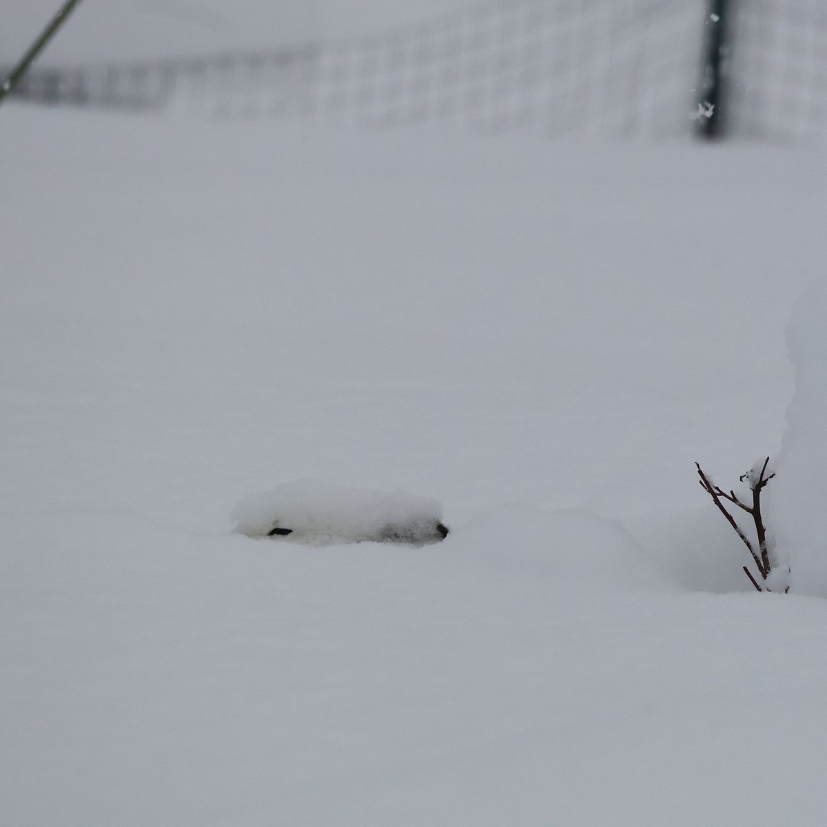 びえいハスカップファーム tweet media