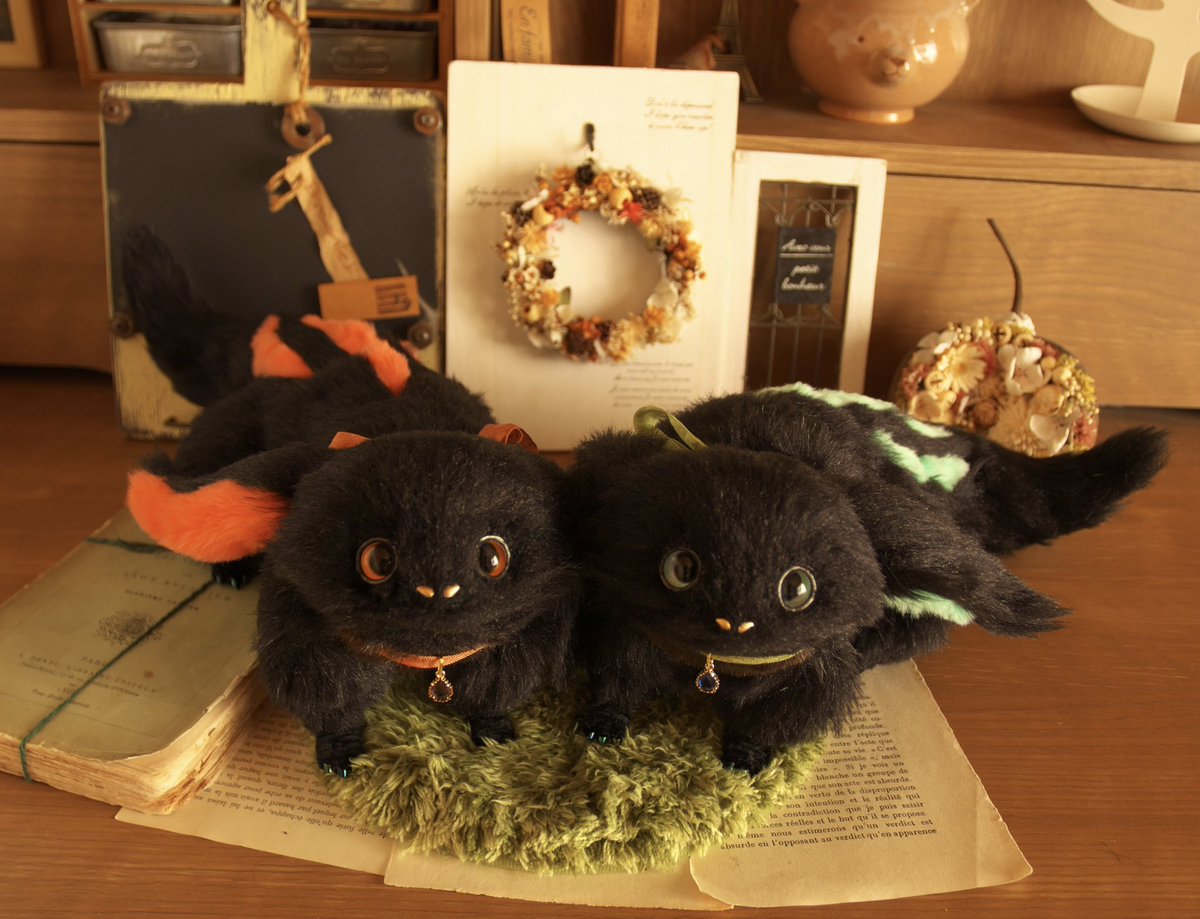 サラマンダー(青炎)のお家が決まりました😆🎶 ありがとうございます