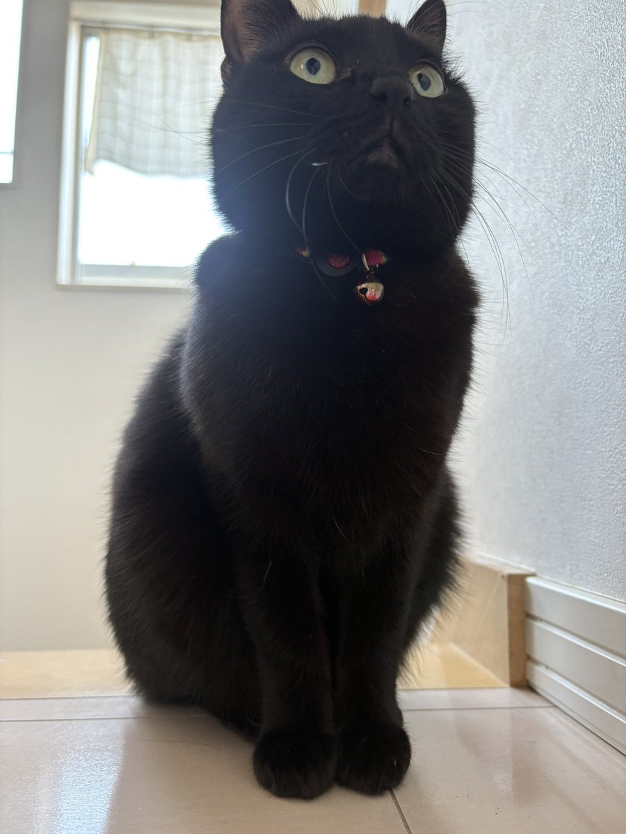 おやつにゃんこ𐂐𖥣