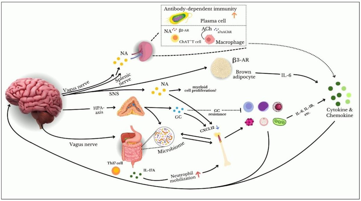 JCM_MDPI's tweet photo. #mdpijcm
#HighlyCitedPaper🔥
Citations 78
#HotPaper in Web of Science
📜#Immunology of #Stress: A Review Article
by Amna Alotiby 🏬@uqu_edu
👉https://t.co/lnZoe7Xvm5
@MediPharma_MDPI
#acute vs. #chronicstresseffects; #stressmanagement and #immunity https://t.co/wlPDQpMwGl
