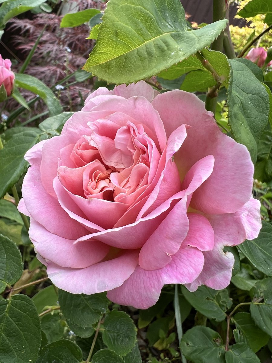 Day 11 of a #RoseADay for #Advent continuing with the wonderfully scented Eustacia Vye. 
It’s Panto night for us tonight……’Oh no it isn’t’ ….Just getting in the practice! 
Have a good day.

#gardening #Roses #MyGarden
#FlowerPhotography #Flowers #ThrowbackThursday