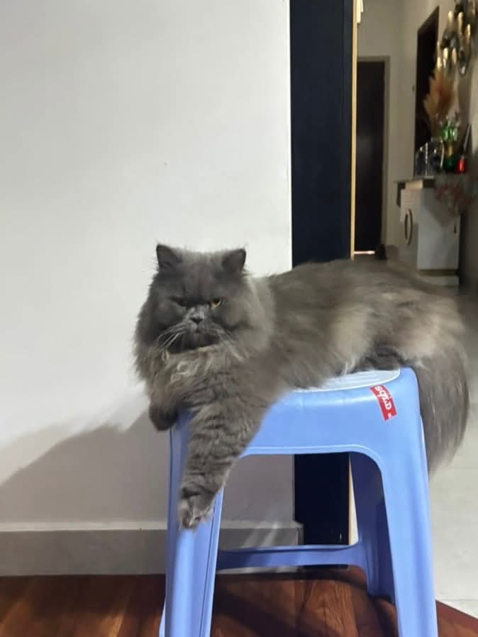 MirulAm05674851's tweet photo. Help 😭😭😭

Last seen : Rimbayu, Periwinkle 3F/5 (Sunday 7 Dec at 2-3AM)

Reward : RM10,000 cash reward will be given upon returning. 

☎️ Contact : 010-232 9951 https://t.co/rq1iusxmZR