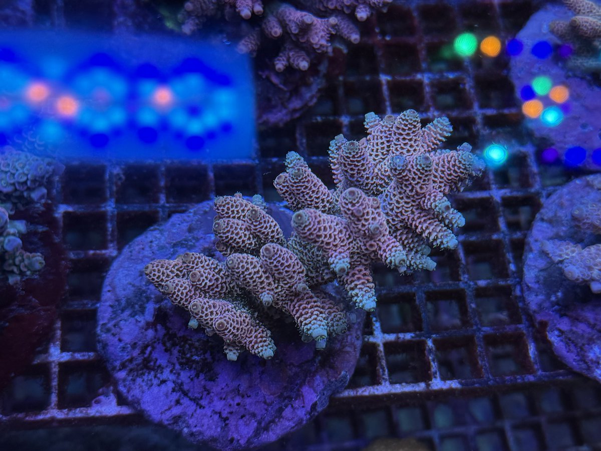 ブリードミドリイシ100個体超😍✨ 今回のバリ島サンゴの中で特に気合い