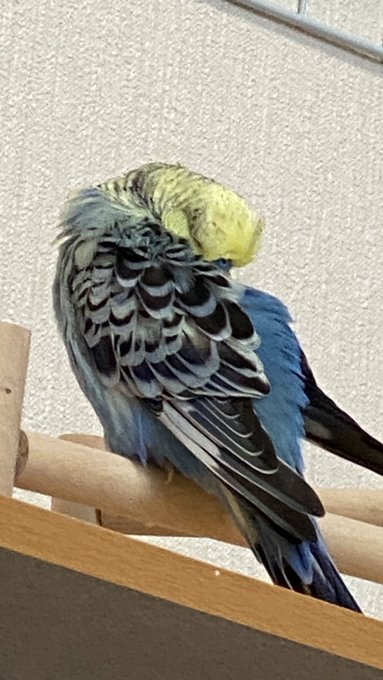 かぼ静かだなと思ったら寝てた… 