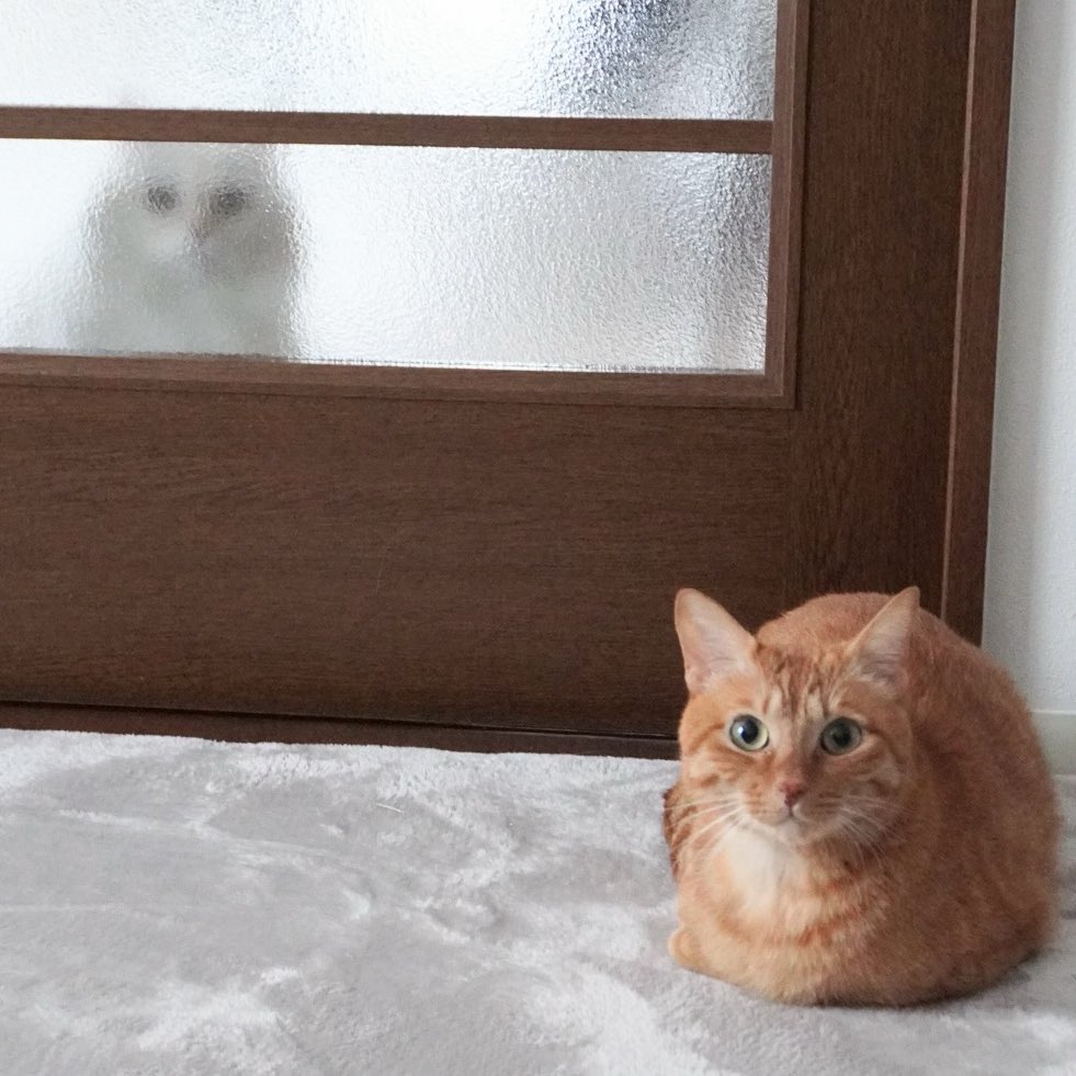 にゃんちゅー (@Nyanchu_1011) / Posts / X