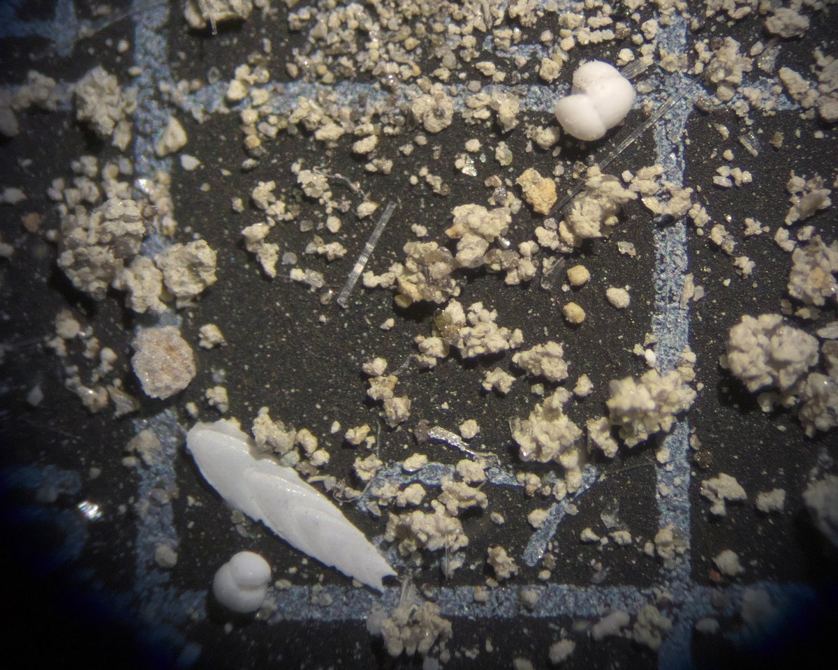 microscope61's tweet photo. 12月6日の千葉中央博の微化石イベント報告その３　１，２枚目は茨城県の海岸の石（チャート）の放散虫化石。中生代の放散虫は難くてわからん。３，４枚目は屏風浦の地層の有孔虫化石。浮遊性と底生の両方あり。３枚目左下の長いのはFrondicularia？　#千葉県立中央博物館　#微化石　#放散虫　#有孔虫 https://t.co/6jOnFjZtZi
