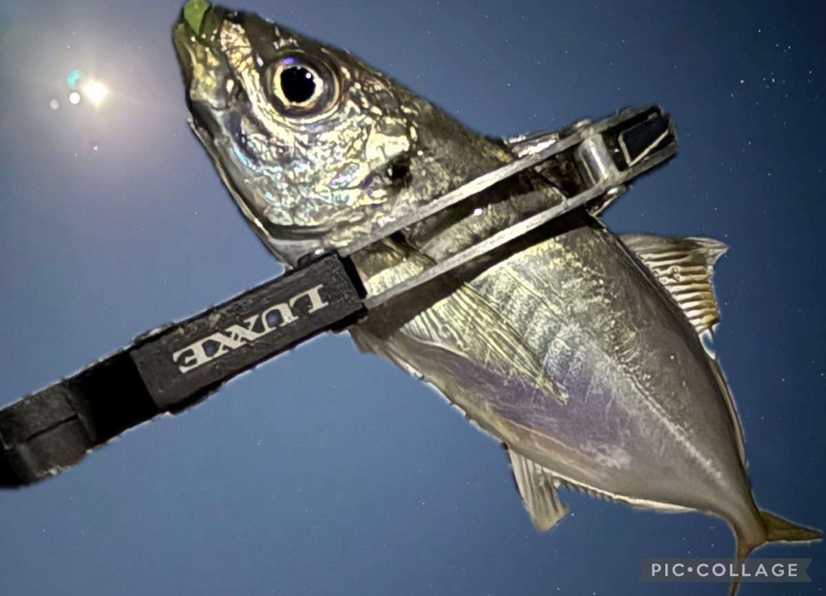 手稲の蒼い流星 tweet media