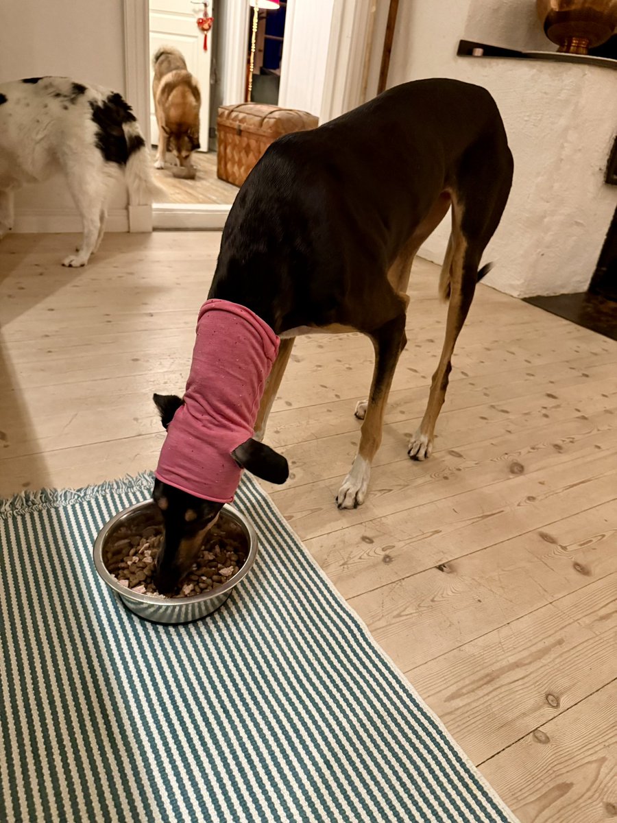 Pojkarnas PT, salukin Fay, har cancer och opererat bort en bit i nacken. Hoppas man fick bort allt och det räcker med en lite skyddande mössa över ärren och en rejäl medicinkur som är halvlätt att få i henne. 😔