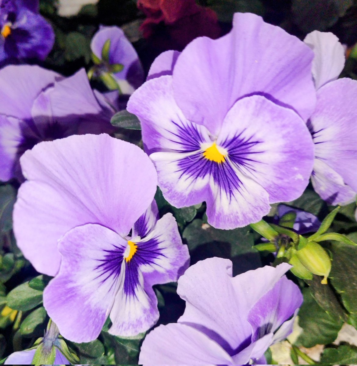 うさたん (@usatanno2525) / Posts / X