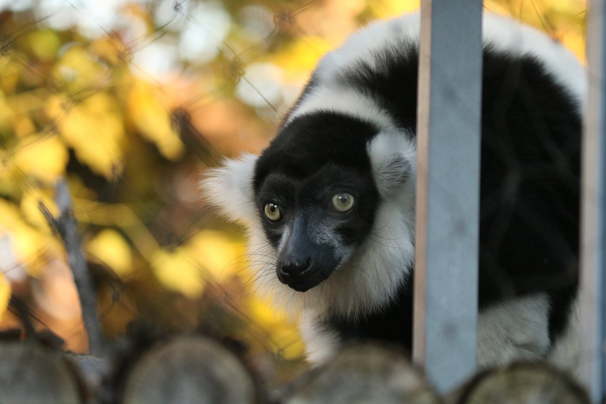 #今年も残りわずかなのに原猿類の写真TLに全然流れてこないから貼ったらいいねん