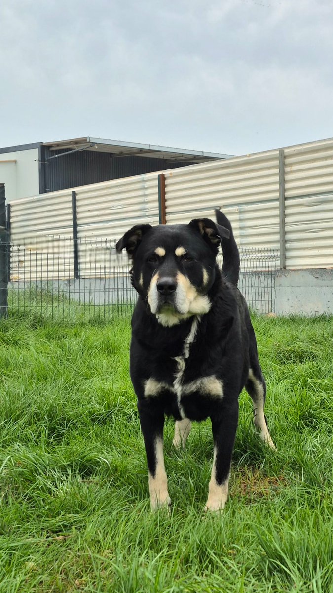 Sahiplendirme ilanı - İstanbul 

Çoğunuz Roy'un hikayesini biliyorsunuz artık. 6 yıl boyunca bahçesinde bir zincirle bağlı tutulduğu evden kentsel dönüşüme girince sokağa bırakıldı ve evin yıkıntılarında yaşamaya çalışırken bir pansiyona aldık kendisini.

Kısırlaştırması yapıldı