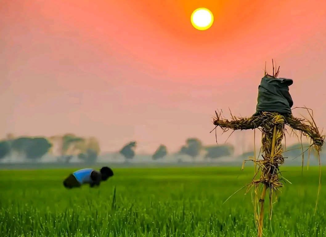 mihad06's tweet photo. Good morning friends. 

Morning dew resting gently on the green paddy fields, shimmering like tiny pearls as the first rays of sunrise touch the earth. A new day begins with quiet beauty, hope, and the promise of nature’s blessings. https://t.co/3E9hfm7CS2