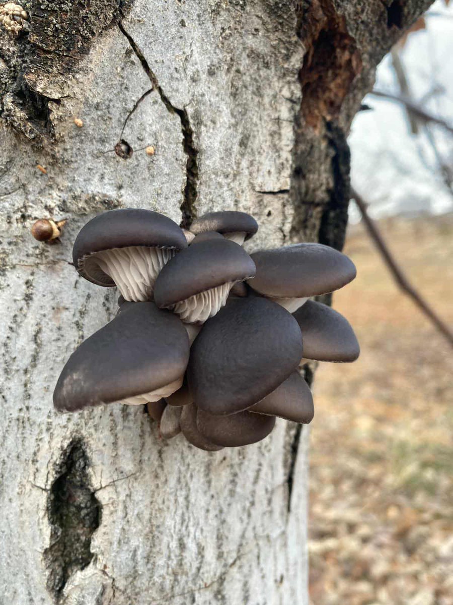 Göbelek sezonu açıldı. Bilmediğiniz türlerden aman uzak durun.
🍄🍄‍🟫
#Güreniz