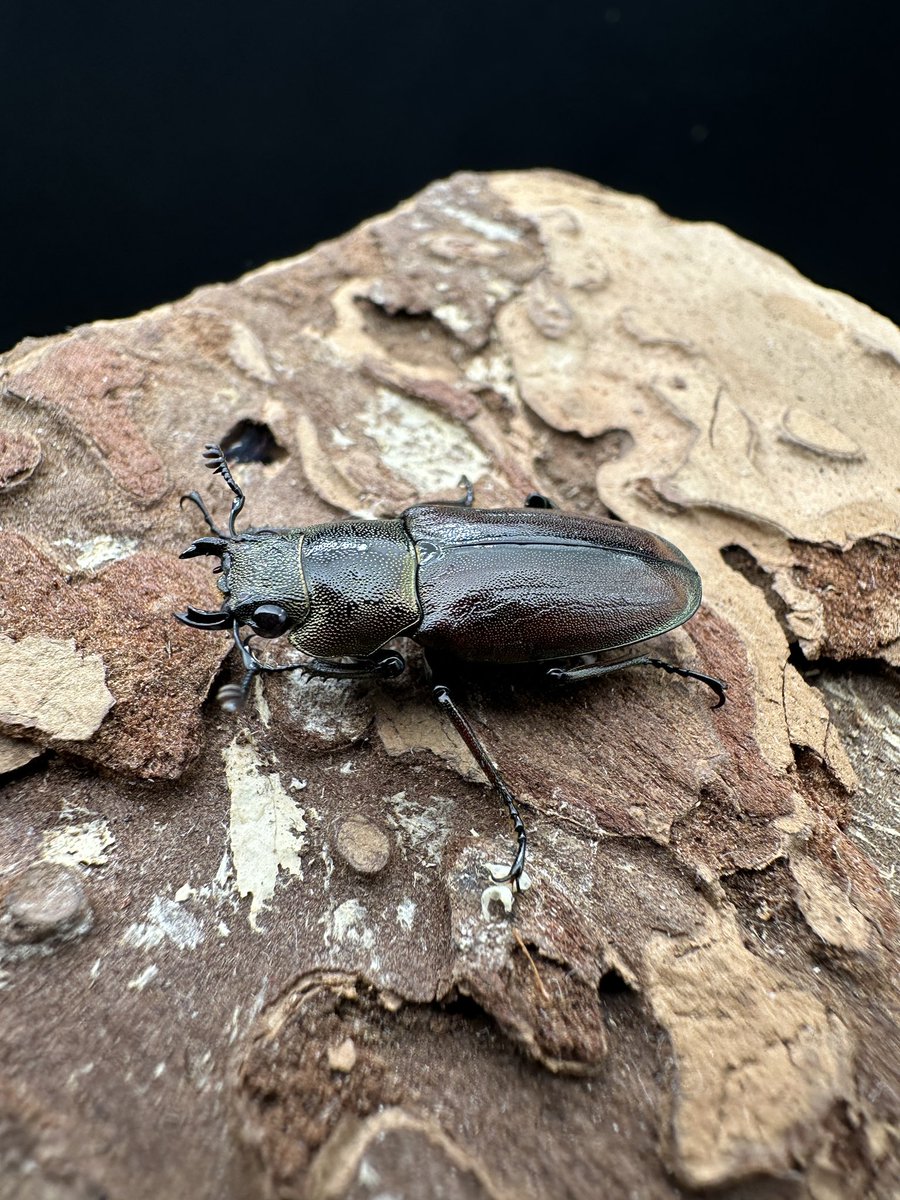 かぶぶくわわ (@mushi_lowkun) / Posts / X