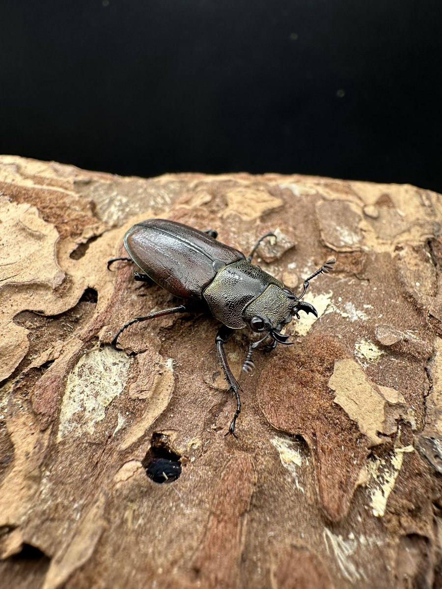 かぶぶくわわ (@mushi_lowkun) / Posts / X