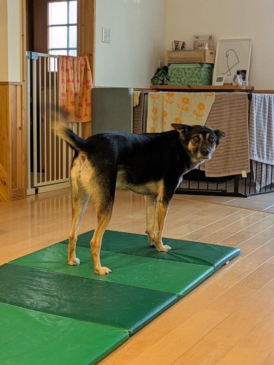 のんまま♬(L) よものんあん母 (@chobikuro311) / Posts / X