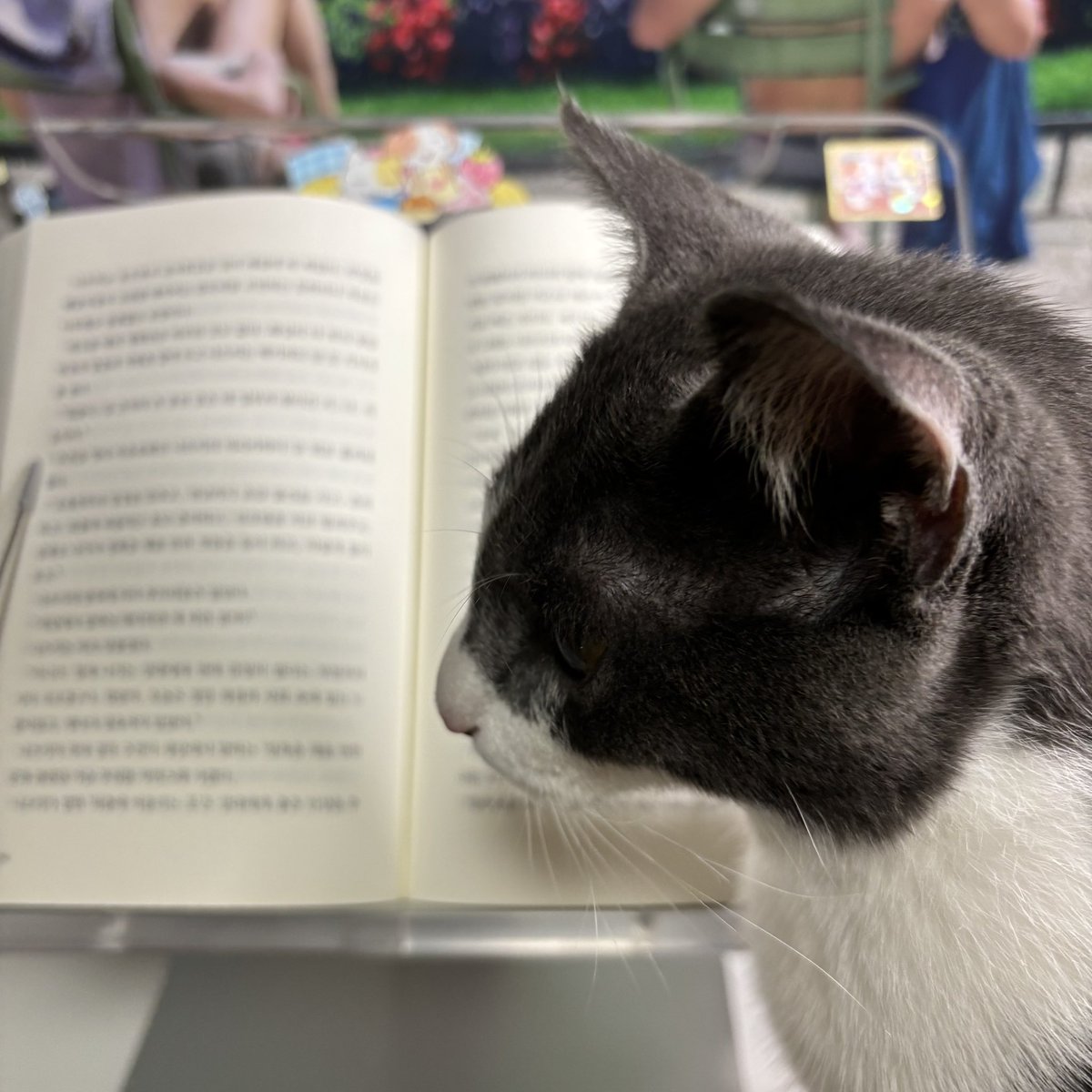 맨날 독서대 앞을 어슬렁거려요 정말루