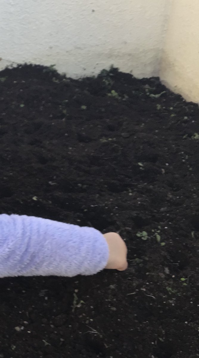 【農園情報】
昨日亀戸大根のタネを植えました♪
寒さに負けず大きくなりますように✨
大きくなったらみんなで食べましょう🥘
なんのメニューで食べたいかな？
#亀戸大根
#農園
#大根
#おでん
#ブリ大根
#豚汁
#手羽元と大根の煮物
#高校生
#中学生