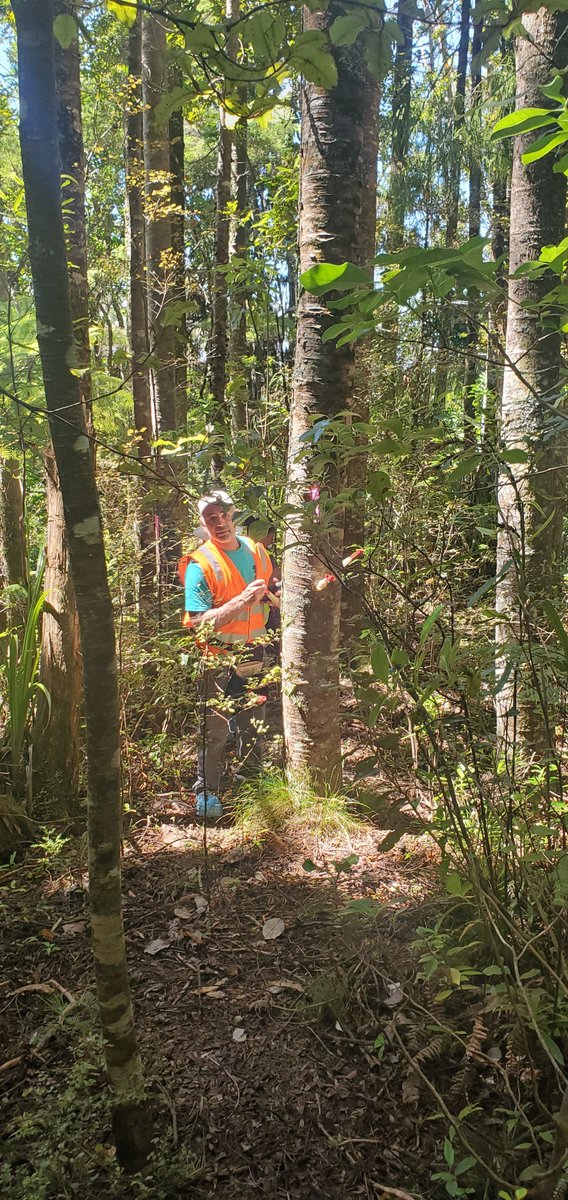 Kauri Rescue tweet media