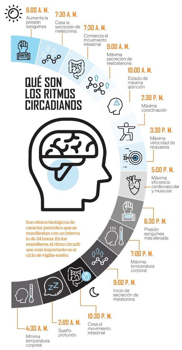 ¿Te sientes cansado, inflamado o sin energía aunque duermas “lo suficiente”?
Muchas veces el problema no es cuánto duermes…
Es cuándo lo haces.
Tu ciclo circadiano dirige casi toda tu salud
